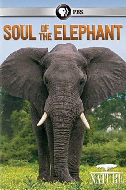 Soul of the Elephant