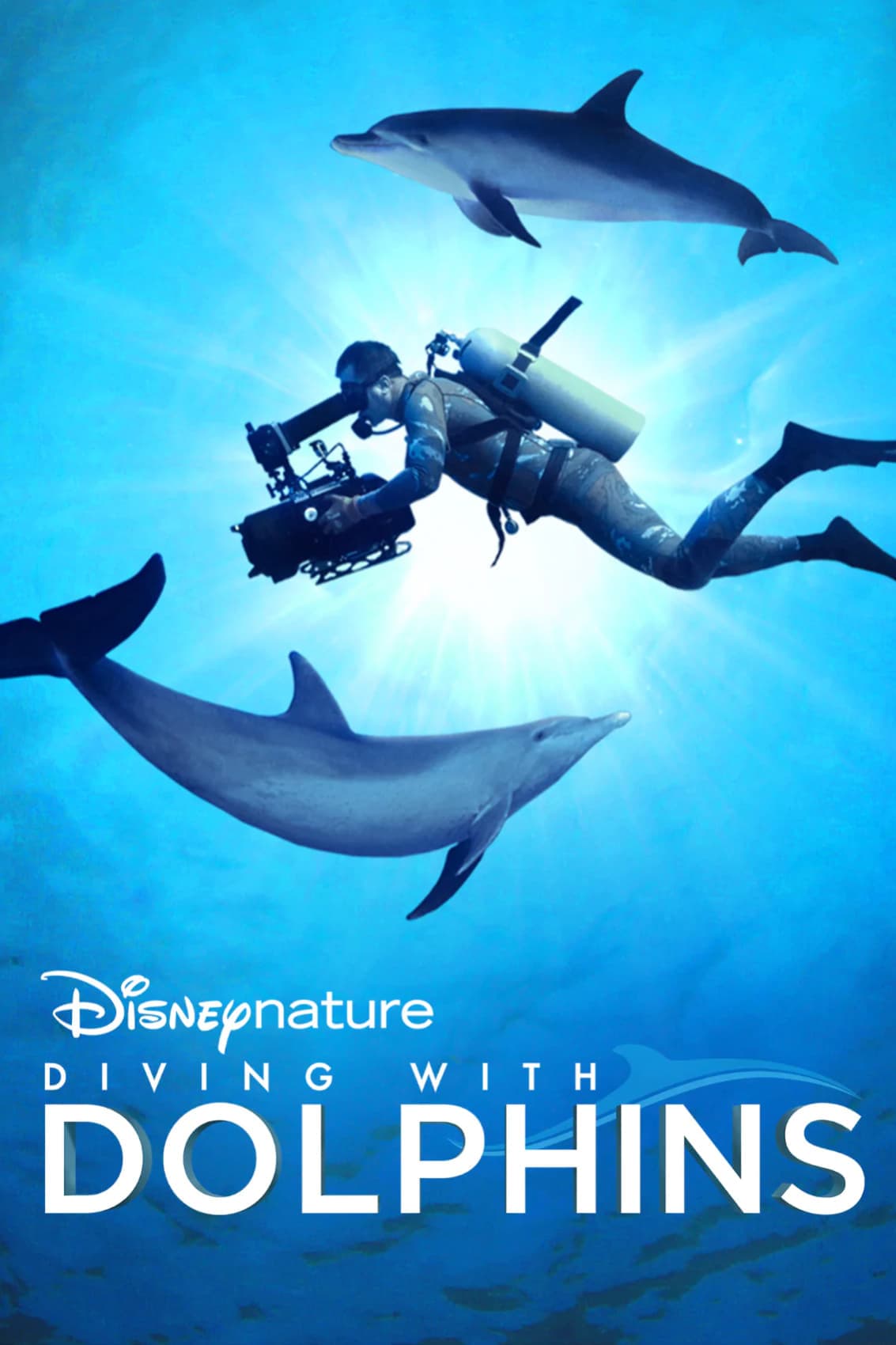 Diving with Dolphins